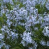 Threadleaf Bluestar -Flowers Sales Store amsonia hubrichtii bluestar 1