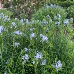 Threadleaf Bluestar -Flowers Sales Store amsonia hubrichtii bluestar 10