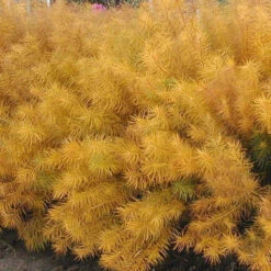 Threadleaf Bluestar -Flowers Sales Store amsonia hubrichtii bluestar 2