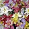 'Biedermeier Mix' Columbine -Flowers Sales Store aquilegia biedermeier mix columbine 1 sw