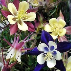 'Biedermeier Mix' Columbine -Flowers Sales Store aquilegia biedermeier mix columbine 4 square sw
