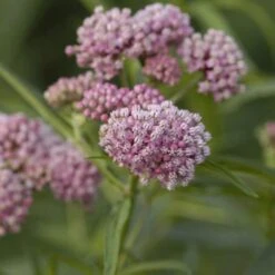 'Cinderella' Swamp Milkweed -Flowers Sales Store asclepias incarnata cinderella swamp weed milkweed 1