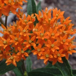 Orange Milkweed -Flowers Sales Store asclepias tuberosa butterfly weed 1