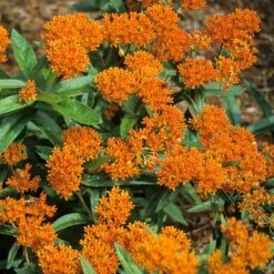 Orange Milkweed -Flowers Sales Store asclepias tuberosa butterfly weed 2