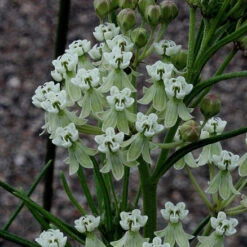Whorled Milkweed -Flowers Sales Store asclepias verticillata whorled milkweed 6