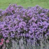 Kickin® 'Lilac Blue' New England Aster -Flowers Sales Store aster kickin lilac blue 1