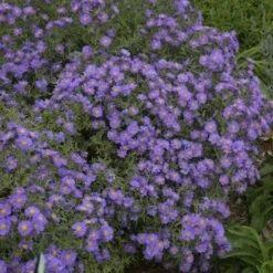 Kickin® 'Lilac Blue' New England Aster -Flowers Sales Store aster kickin lilac blue 3