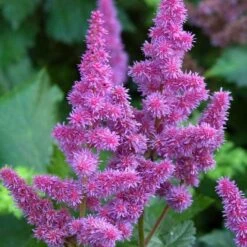 'Visions' Astilbe -Flowers Sales Store astilbe visions false spirea 1