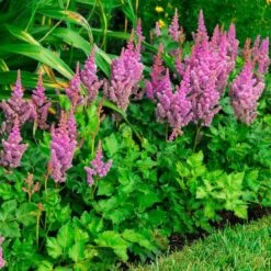 'Visions' Astilbe -Flowers Sales Store astilbe visions false spirea 2