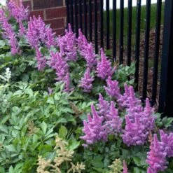 'Visions' Astilbe -Flowers Sales Store astilbe visions false spirea 3