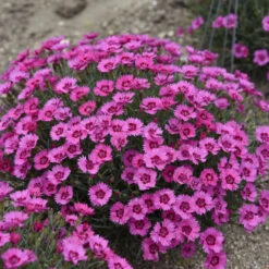'Paint The Town Fancy' Dianthus -Flowers Sales Store b1150cc6e8b059233027611e8adf4cc3