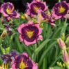 Rainbow Rhythm® 'Storm Shelter' Daylily -Flowers Sales Store b4c389f602ee8577bff947fe661b27cb