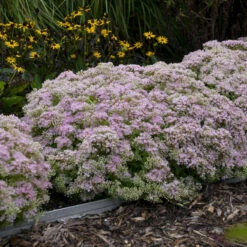 Rock 'N Round™ 'Pure Joy' Stonecrop -Flowers Sales Store b5bcd667164be833e564ec669ea9f3be