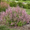 'Pinky Pie' Hummingbird Mint -Flowers Sales Store b6aabfa3e8f8c1ed2678d7ddd7e1cb7a
