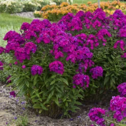 Luminary™ 'Ultraviolet' Tall Garden Phlox -Flowers Sales Store b941ba522654a80039731c70e4ca9f81