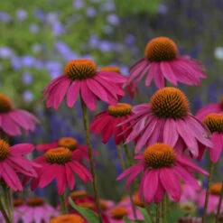 PowWow® Wild Berry Coneflower -Flowers Sales Store b99ddca663cd1a150144778b6146cfd9