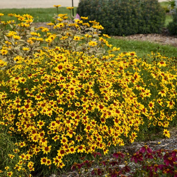 Designer Threads™ 'Golden Needles' Tickseed 5 Designer Threads™ 'Golden Needles' Tickseed - Image 3