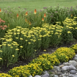 'Firefly Sunshine' Yarrow -Flowers Sales Store bc41150f70906a678e5addf4b28d43bc