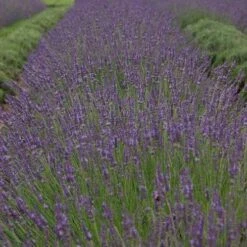 Phenomenal® Lavender -Flowers Sales Store bc55a5d16b0311983454a8918271667a