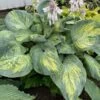 Shadowland® 'Sound Of Music' Hosta -Flowers Sales Store bf40626f1efc908c33bfc522d6f2feaf