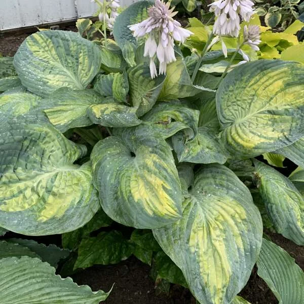 Shadowland® 'Sound Of Music' Hosta 3 Shadowland® 'Sound Of Music' Hosta