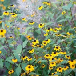 Brown-Eyed Susan (Rudbeckia) -Flowers Sales Store brown eyed susan 3