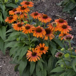 Color Coded™ 'Orange You Awesome' Coneflower -Flowers Sales Store c54e5321f196c5503f4a0283b86ec6c7