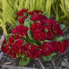 Belarina® Valentine Primrose -Flowers Sales Store c6857621be99565fc10f79a1111eee81