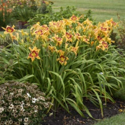 Rainbow Rhythm® 'Tiger Swirl' Daylily -Flowers Sales Store ca7538716e1824a1bce7d6e6229ae043