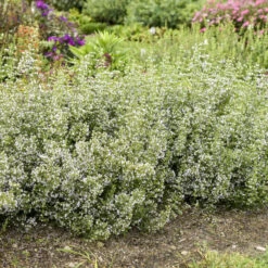 Calamint -Flowers Sales Store calamint catmint
