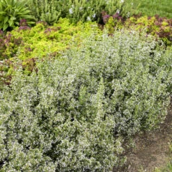 Calamint -Flowers Sales Store calamint catmint 4