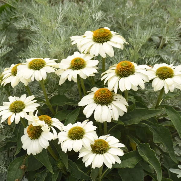 Color Coded™ 'The Price Is White' Coneflower 6 Color Coded™ 'The Price Is White' Coneflower - Image 4