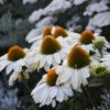 Color Coded™ 'The Price Is White' Coneflower -Flowers Sales Store color coded the price is white coneflower 3