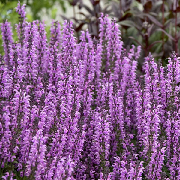 Color Spires® 'Back To The Fuchsia' Salvia 3 Color Spires® 'Back To The Fuchsia' Salvia - Image 2