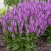 Color Spires® 'Back To The Fuchsia' Salvia -Flowers Sales Store color spires back to the fuchsia salvia 3