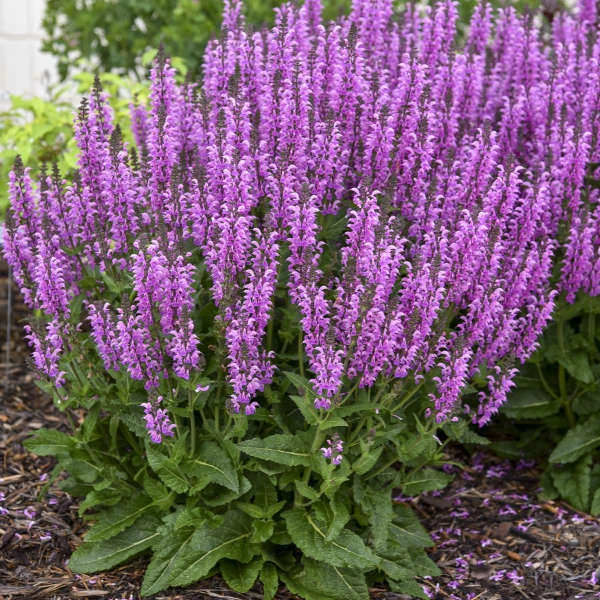 Color Spires® 'Back To The Fuchsia' Salvia 2 Color Spires® 'Back To The Fuchsia' Salvia