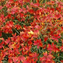'Ladybird' Tickseed 9 'Ladybird' Tickseed -Flowers Sales Store coreopsis ladybird 4