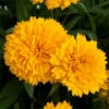 Solanna™ Golden Sphere Tickseed 2 Solanna™ Golden Sphere Tickseed -Flowers Sales Store coreopsis solanna golden sphere 1