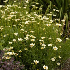 'Star Cluster' Tickseed -Flowers Sales Store coreopsis tickseed starcluster 3