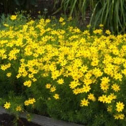 'Zagreb' Tickseed -Flowers Sales Store coreopsis zagreb 5