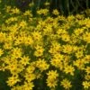'Zagreb' Tickseed -Flowers Sales Store coreopsis zagreb 6