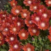 Kaleidoscope™ 'Dancing Embers' Ice Plant -Flowers Sales Store d0c15de972a1dc15ce7377100d92befa