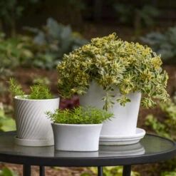 Rock 'N Low® 'Boogie Woogie' Stonecrop 11 Rock 'N Low® 'Boogie Woogie' Stonecrop -Flowers Sales Store d3cd897800e43dca44f8755ed4acdc97