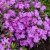 'Rose Sprite' Hybrid Spring Phlox 2 'Rose Sprite' Hybrid Spring Phlox -Flowers Sales Store d478df6c95b9de88bc10f189199658c9