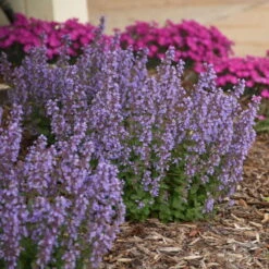 'Cat's Pajamas' Catmint -Flowers Sales Store d4d4f3d6a45d38dab56d4181eca68e83