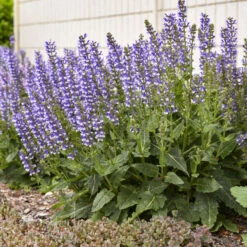 Color Spires® 'Azure Snow' Salvia -Flowers Sales Store d72847b716a03f1ce7cd21980164359a