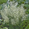 'Fairy Hair' Goatsbeard -Flowers Sales Store d776efec15cd91b20b5e59727661071e
