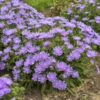 Totally Stoked™ 'Riptide' Stoke's Aster -Flowers Sales Store d9427e864a9d2fc161f97ac6d679910d