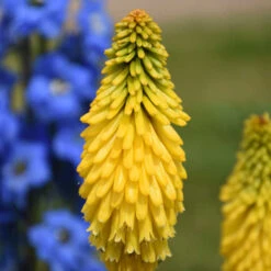 Pyromania™ 'Solar Flare' Red Hot Poker -Flowers Sales Store de214c737f2a92428fcd66aab707e623