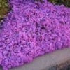'Drummond's Pink' Creeping Phlox -Flowers Sales Store de32e876ac7572f2d82702d4d84e4aca